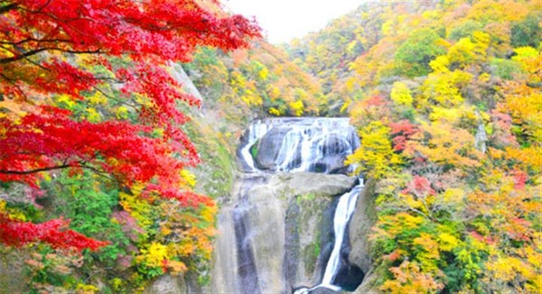 <新宿発・西船橋発> 日本三名瀑・紅葉に染まる袋田の滝 と 絶景!大パノラマの渓谷美・竜神大吊橋 ~新入荷!常陸秋そば使用「名物・つけけんちん蕎麦」の昼食付き♪~2